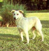 Atlas-Sch�ferhund - Chien de l�Atlas